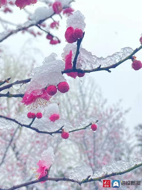 枝头上的腊梅花在雪中竞相开放