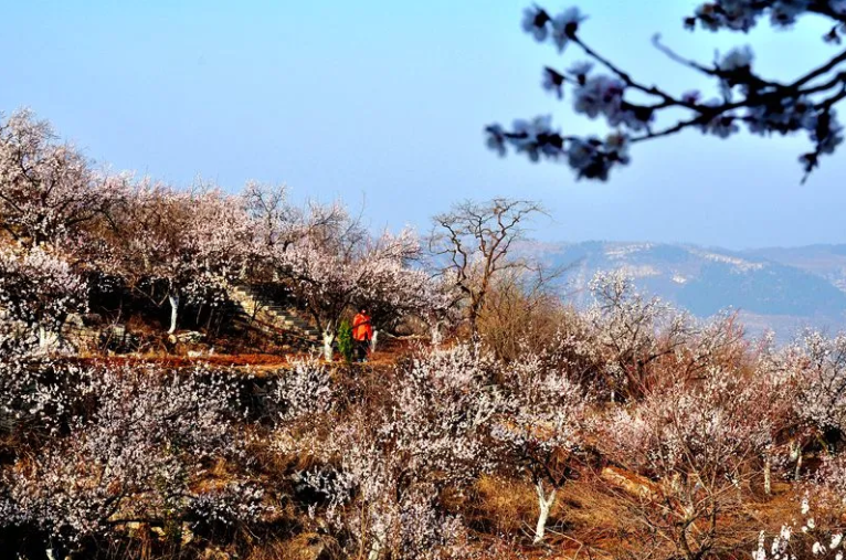 花开朱南又一年2021博山第五届杏花节来啦