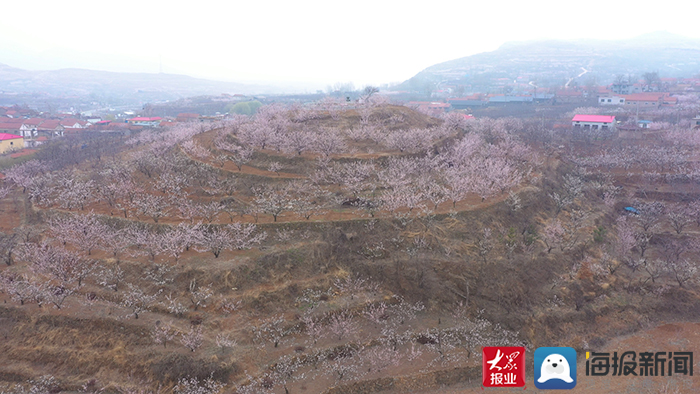 漫山花海齐争艳 新泰·龙廷赏花季掌平洼杏梅花节开幕_龙廷镇_大众网