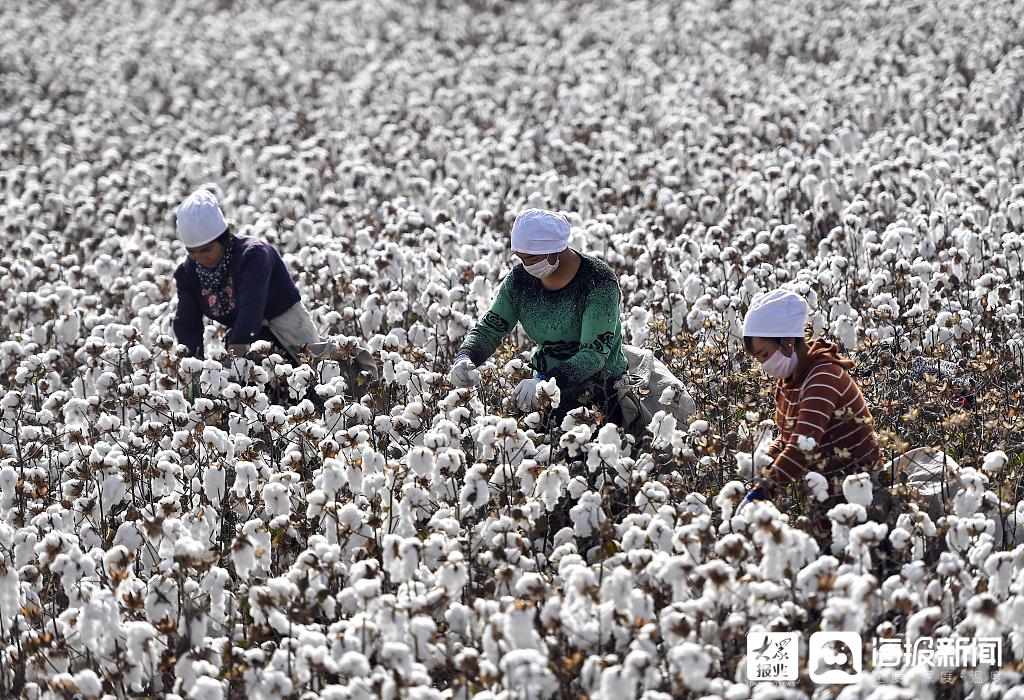 2019年10月21日,新疆沙雅县古勒巴格镇,棉农正在棉田中采摘棉花.