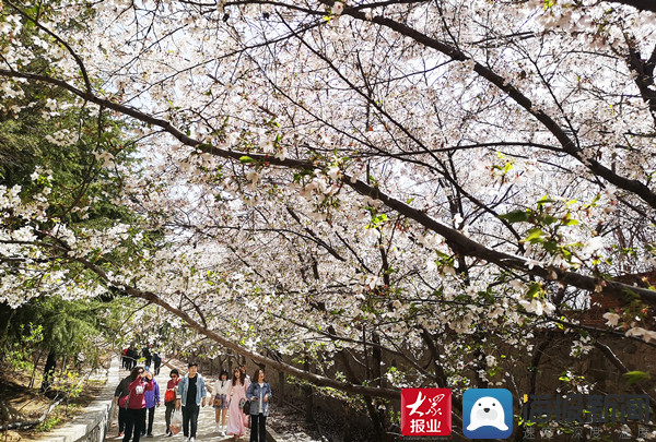 邹平樱花山之约