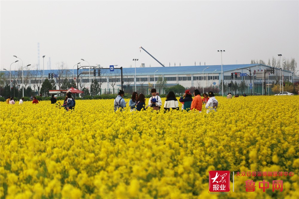 花开公园城市·组图|淄博高新区傅山村油菜花四月盛放