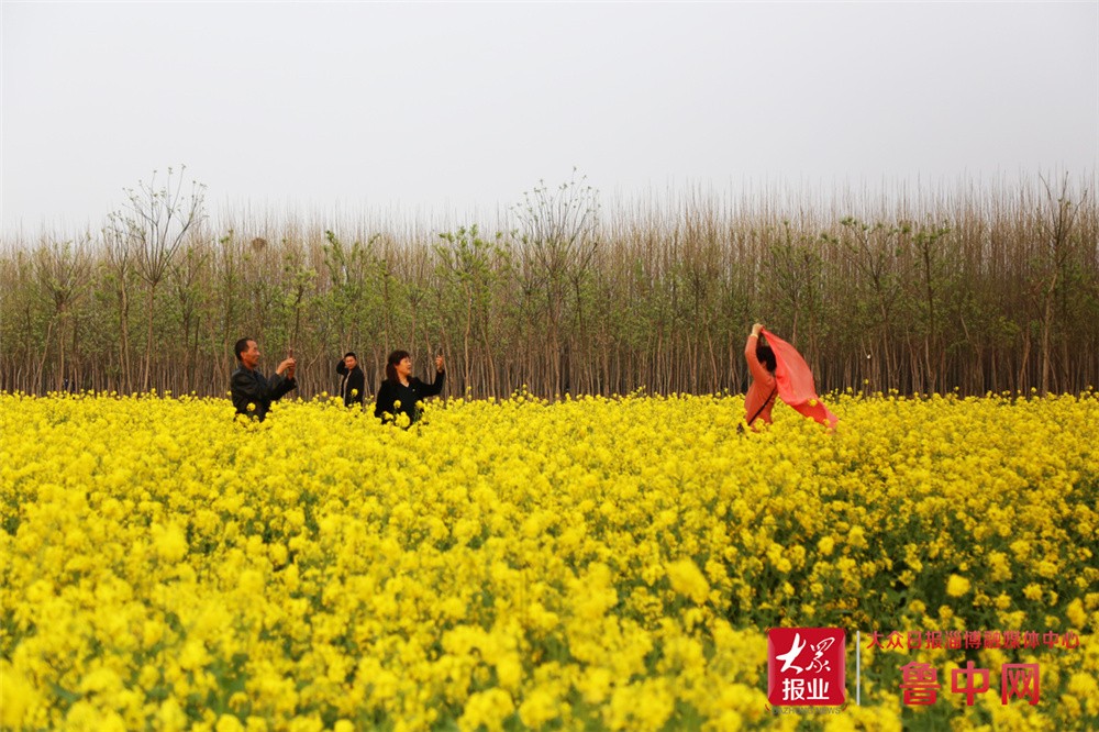 花开公园城市·组图|淄博高新区傅山村油菜花四月盛放