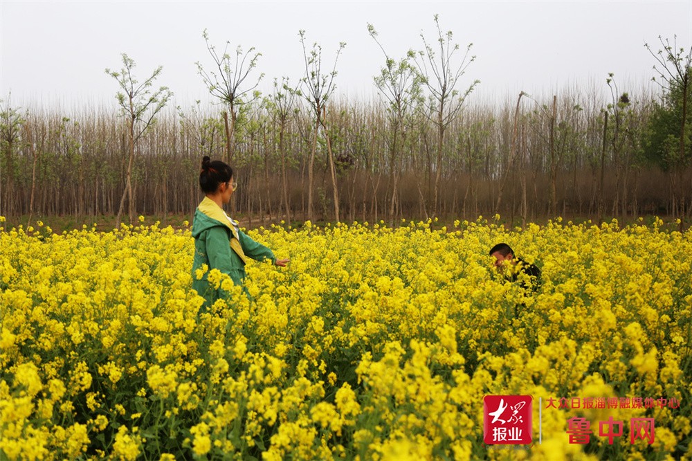 花开公园城市·组图|淄博高新区傅山村油菜花四月盛放