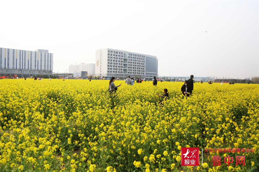 花开公园城市·组图|淄博高新区傅山村油菜花四月盛放