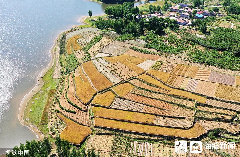 枣庄小麦进入成熟收获期梯田层层叠叠片片金黄