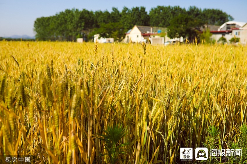 山东日照:小麦进入成熟收获期