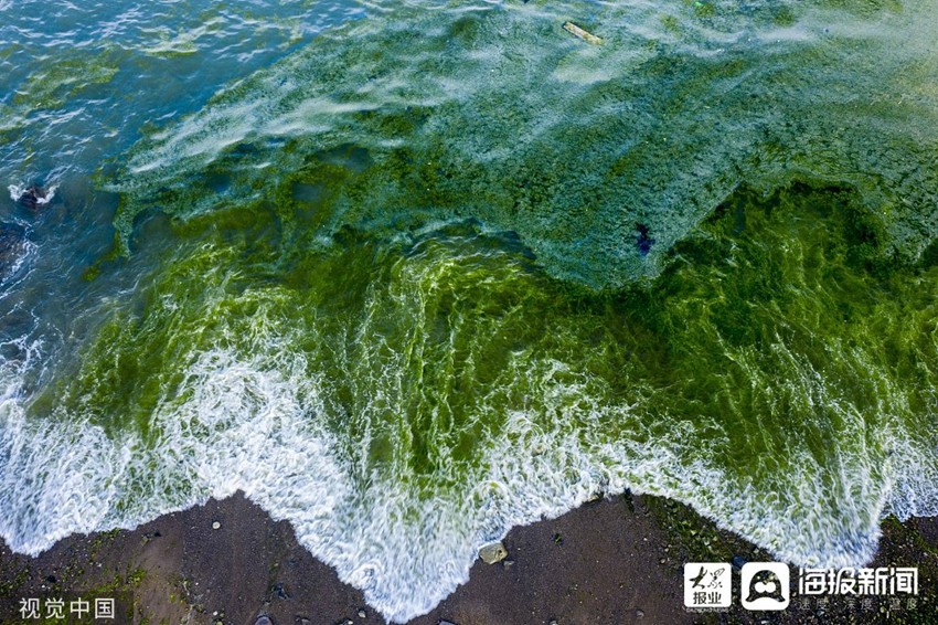 青岛浒苔来袭海湾绿潮翻卷