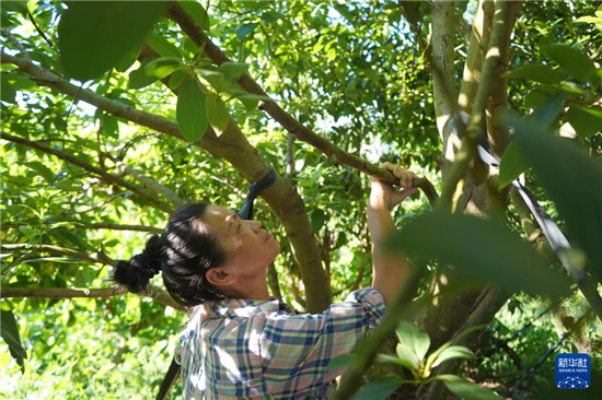 种植户查看牛油果树(8月17日摄).