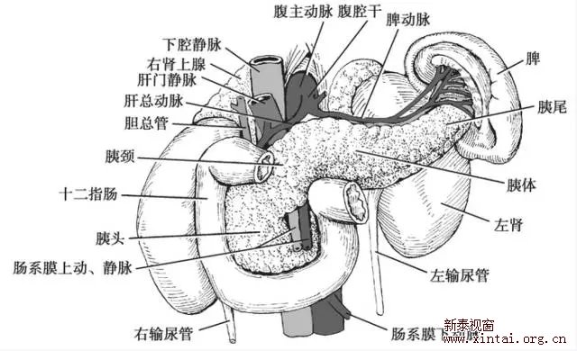 胰腺癌|三大危险信号出现需警惕!