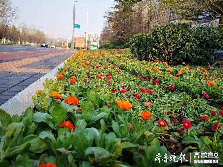 济南道路绿化首次引进郁金香高山杜鹃等绿植