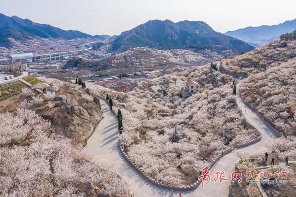 大崂樱桃谷花开似海宛若仙境