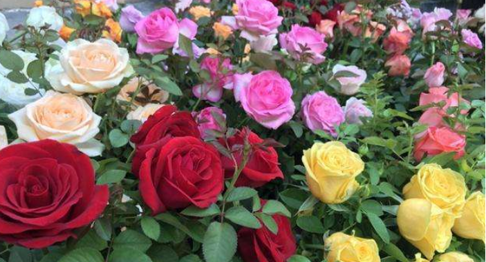花店鲜切玫瑰花实为现代月季