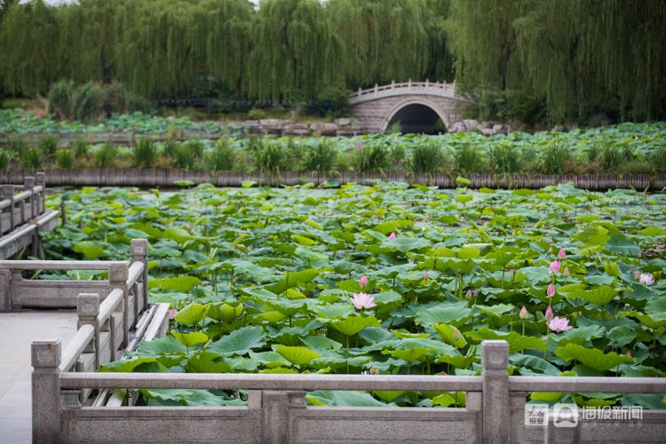 济南大明湖荷花开了 接天莲叶成民众赏荷好去处