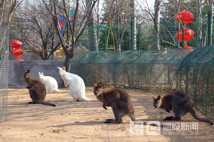 潍坊动物园是金宝乐园的核心景点,是潍坊市辖区内唯一的动物园.