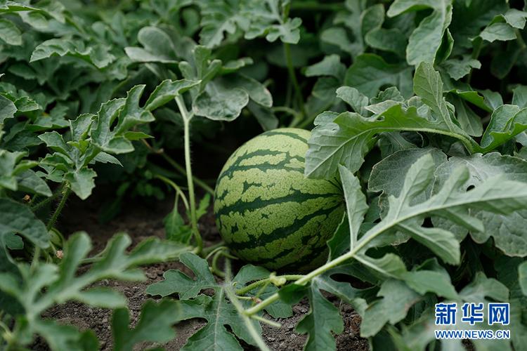 这是隆子县"菜篮子"园区里种植的西瓜.新华网记者焦鹏摄