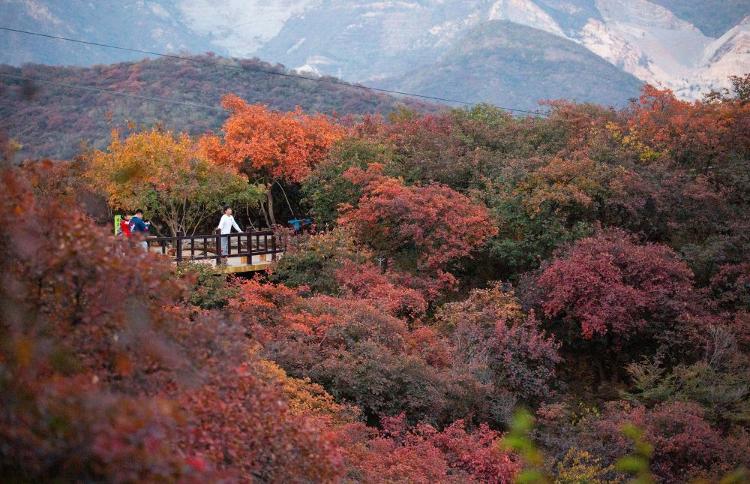金秋十月,又到了北京观赏红叶的最佳时节.