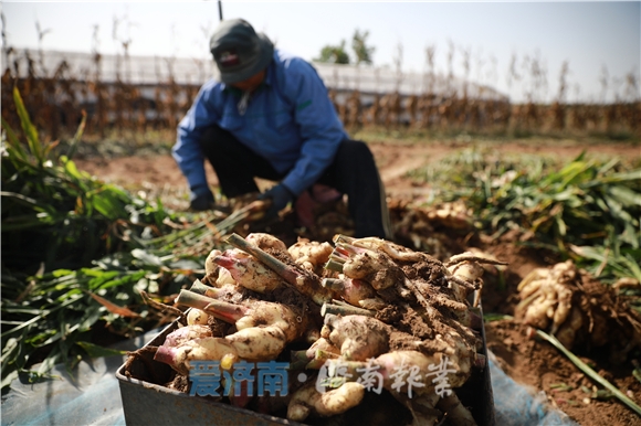 山东频道 山东新闻 霜降时节,莱芜区的广袤平原上正忙着"出姜".