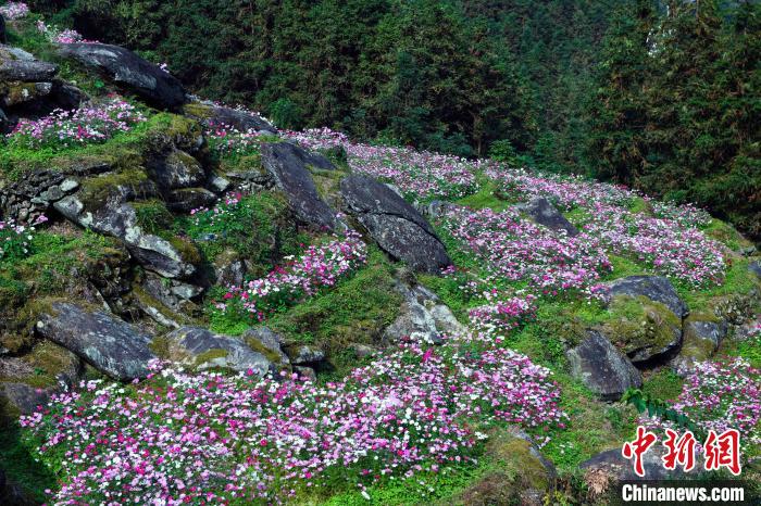 10月28日,在广西龙胜各族自治县泗水乡周家村布尼花海梯田拍摄的