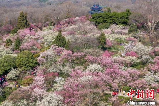 南京梅花山姹紫嫣红春意浓