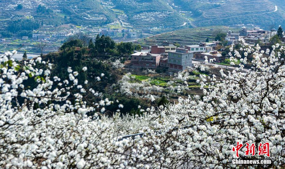 四川叙永万亩乌蒙花海蔚为壮观