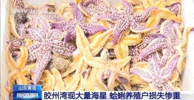 青岛胶州湾海星泛滥成灾 如何"克星?吃光靠谱吗?专家这样说