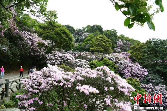 深圳梧桐山毛棉杜鹃花盛开