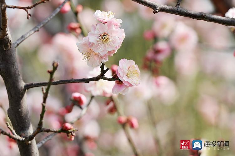 青岛的春天丨春意盎然梅花开莱西市梅花山生态园飘香迎客来