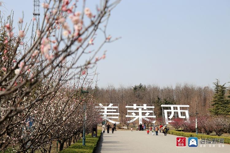 青岛的春天丨春意盎然梅花开 莱西市梅花山生态园飘香