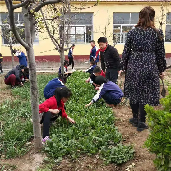 一畦一世界,一米一春秋!坊子区马司小学校园劳动教育实践基地开园啦