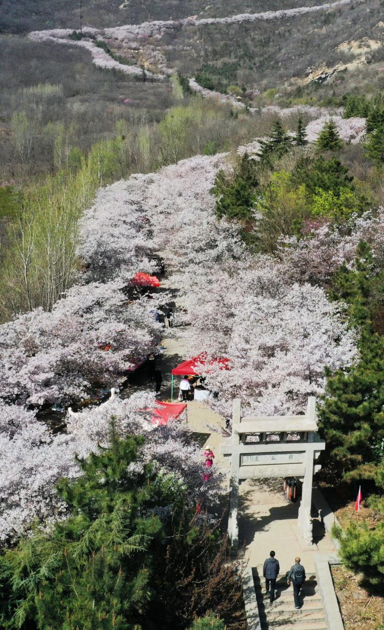 3月30日,游客在山东省邹平市樱花山樱花长廊游玩赏花(无人机照片)