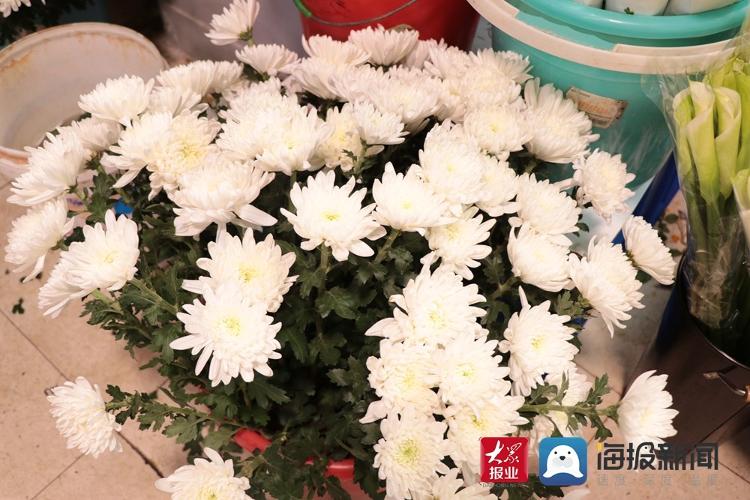 清明节将至 南山花卉市场祭祀鲜花热销 菊花成"清明花魁"