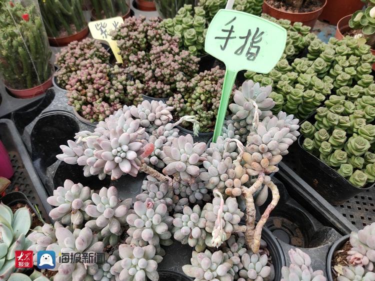 一天狂卖5万元!多肉植物"火出圈"