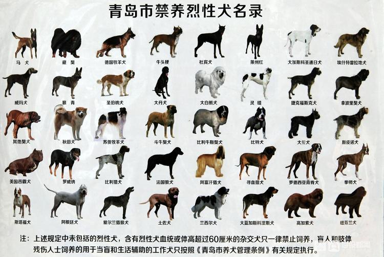 请注意!这些烈性犬在青岛禁养 有人违规饲养被当场处罚