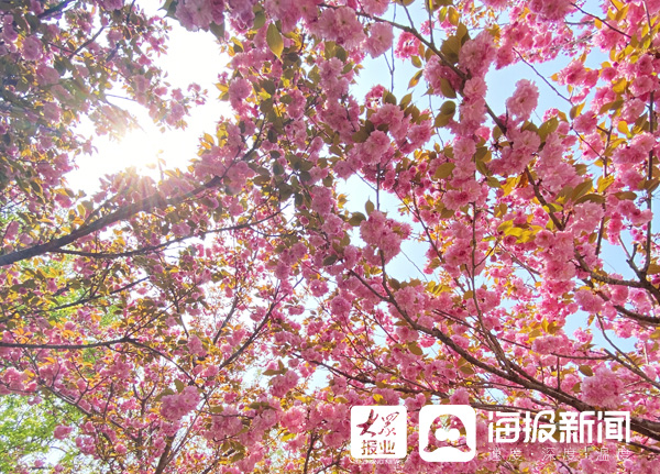百年芳华"第十六届中国江北水城(聊城)国际樱花节开幕式暨2021聊城市
