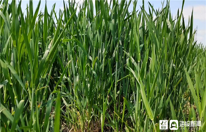 春耕之后是新绿东营小麦拔节期长势旺