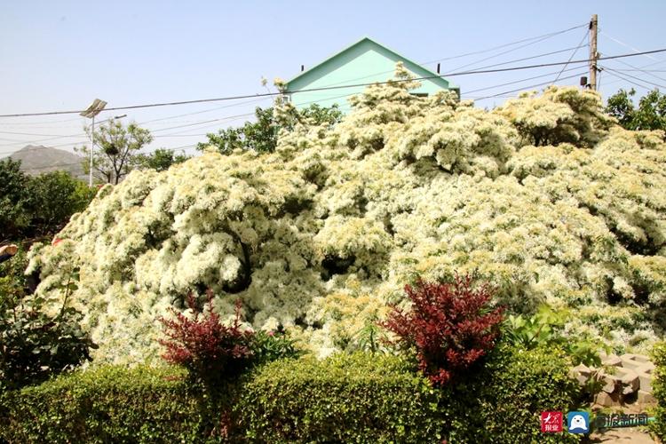 青岛城阳:一颗近300岁的流苏树花开满树 犹如白雪覆盖