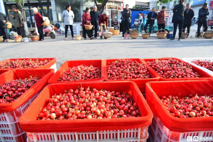 近年来,山亭区水泉镇将樱桃产业发展作为助推乡村振兴的一出重头戏