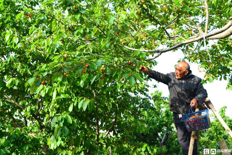 5月5日,枣庄市山亭区水泉镇西堌城村农民在果园摘樱桃.