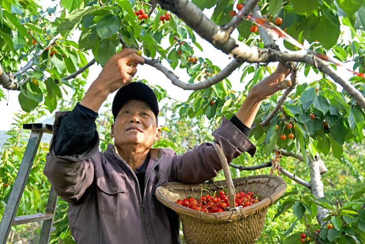 5月5日,枣庄市山亭区水泉镇西堌城村农民在果园摘樱桃.