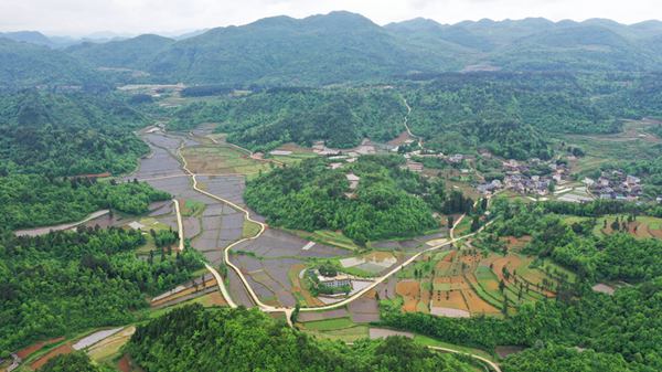 岑巩县客楼镇土黄村辣椒种植基地里,村民在移栽辣椒苗.