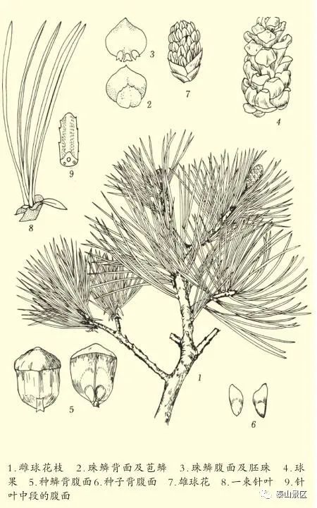 泰山木本植物科普日本五针松