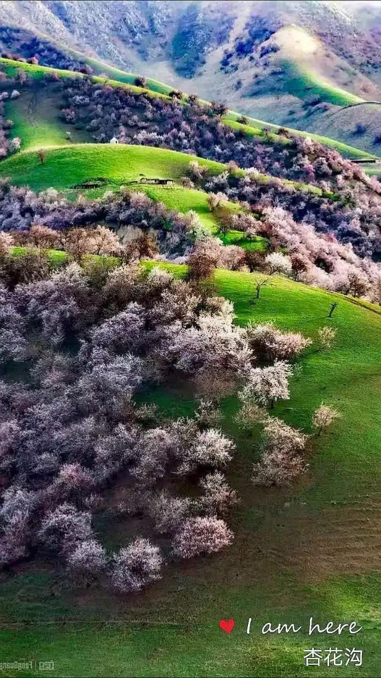 杏花沟位于伊犁河谷阿吾拉勒山南麓,坐北朝南,整体呈鹿角状.