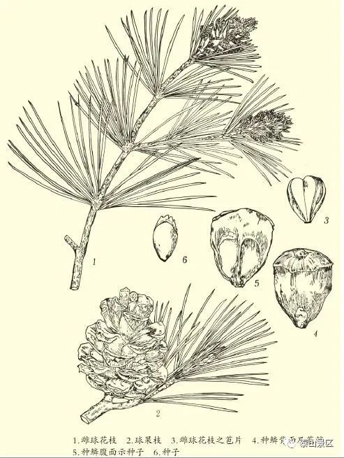 【泰山木本植物科普】——白皮松经济用途:树姿优美,树皮别致,比其他