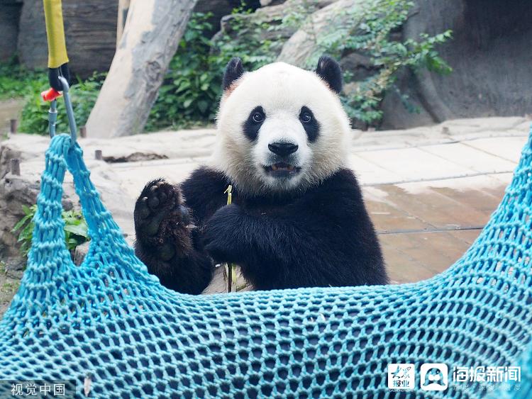资料图:2021年7月5日,北京动物园的大熊猫憨态可掬,令游客喜爱.