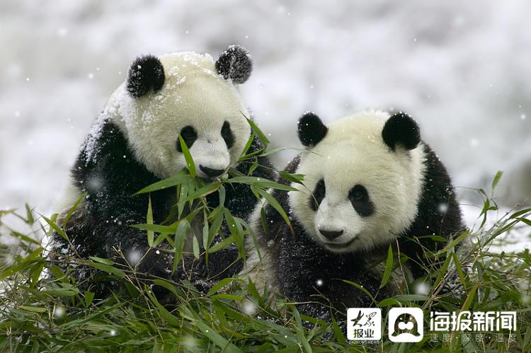 大熊猫从濒危降为易危为保护生物多样性中国都做了什么