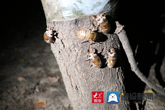 记者探访菏泽金蝉养殖基地养成要两年幼虫每克60元