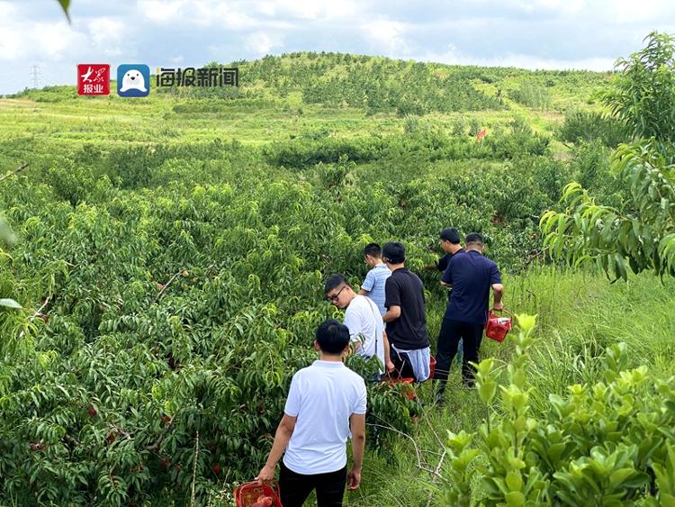 桃醉一夏青岛胶州市莲花山桃源居鲜桃开摘