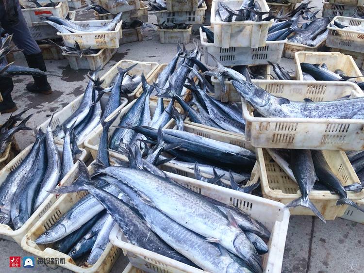开海"第一网"直击|渔民:十五六斤的大鲅鱼大丰收