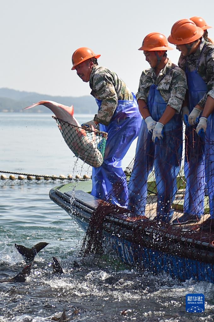 浙江千岛湖巨网捕鱼庆丰收